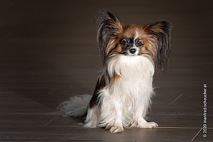 Portrait eines Hundes